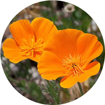 Types of Orange Flowers