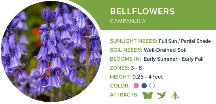 image30-bellflowers