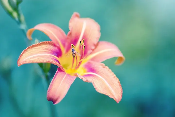 Lily Meaning and Symbolism