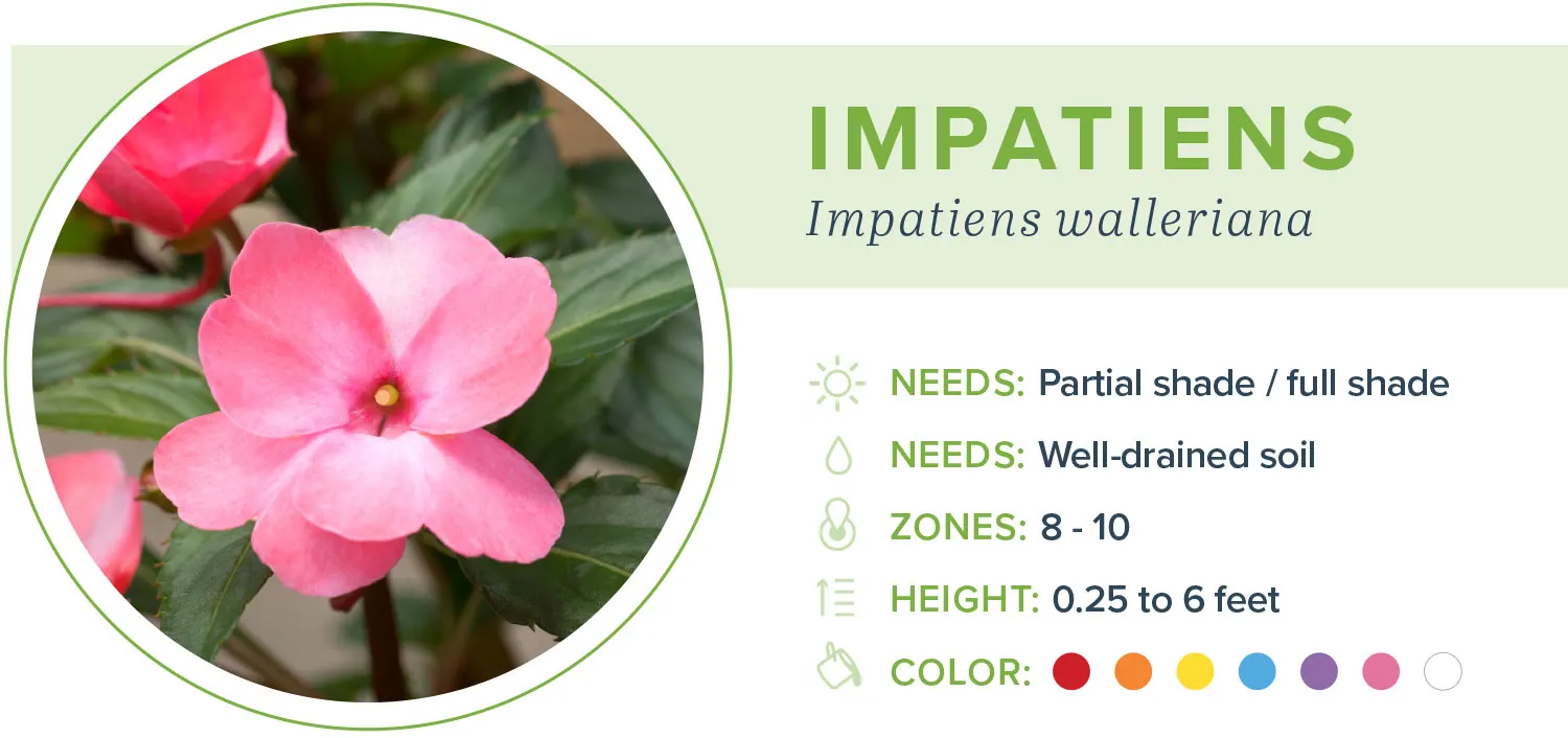 Annual-flowers-impatiens