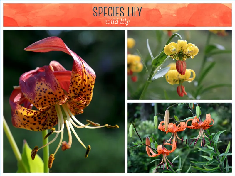 species-lily