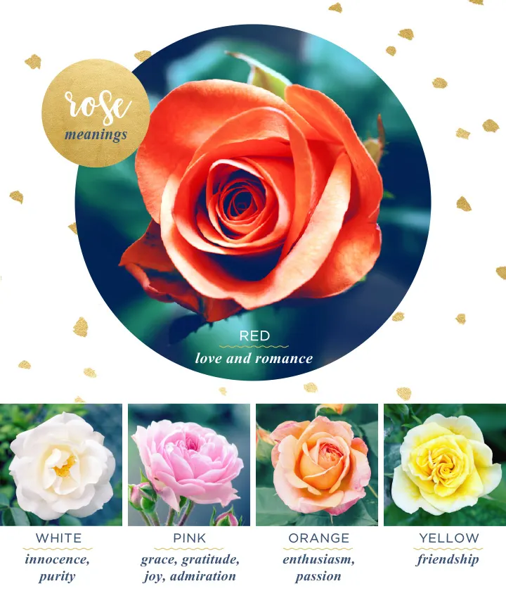 Rose Flower Meaning and Symbolism