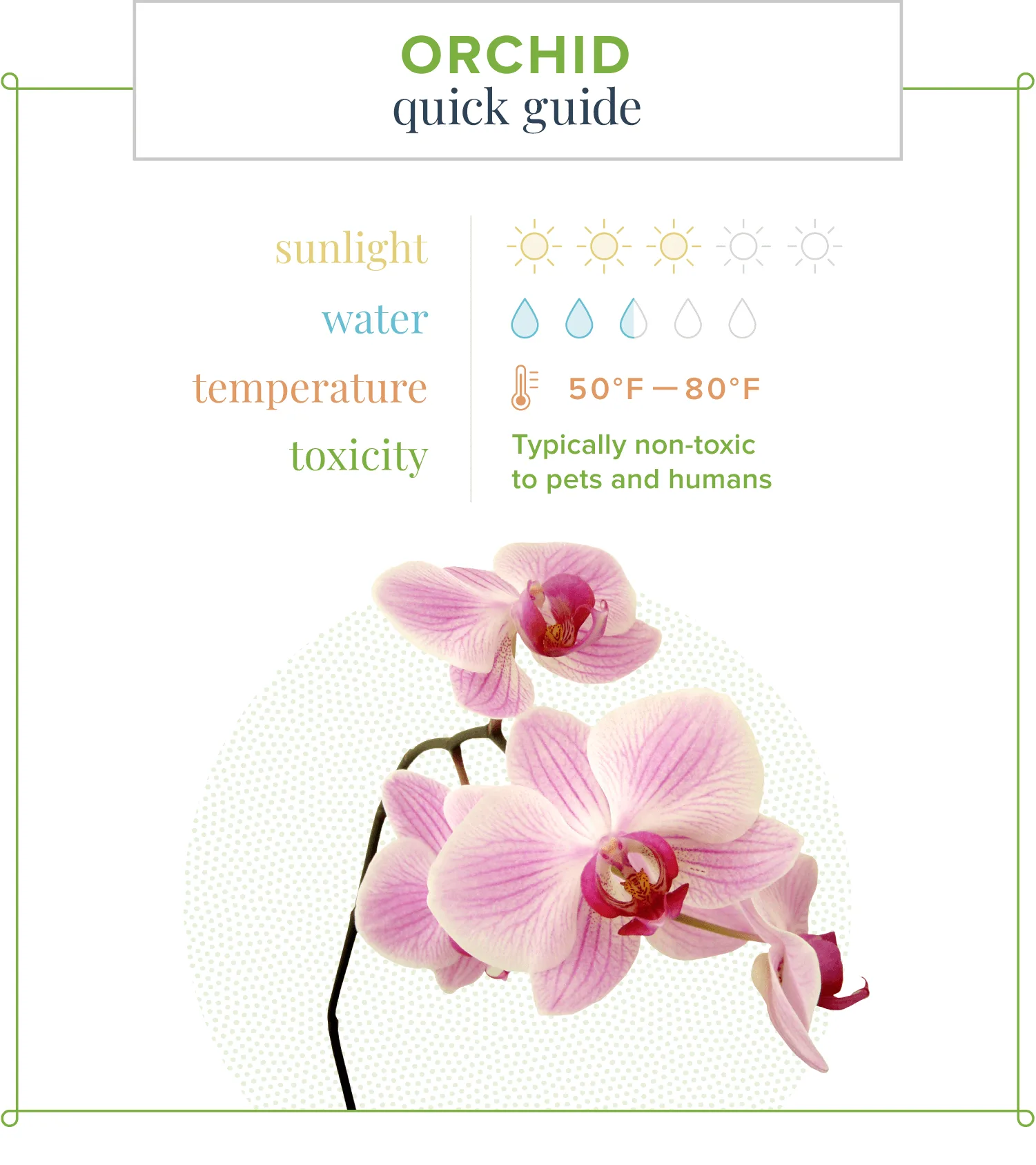 Orchid Care Guide: Care Instructions for 23 Popular Orchids