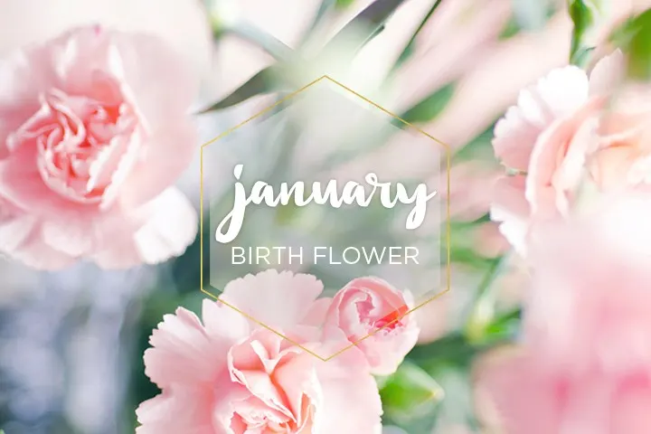 January Birth Flower: Carnation
