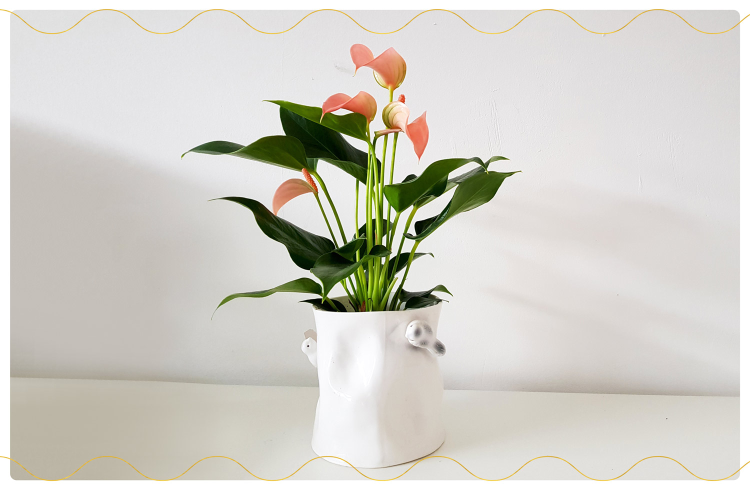 assorted dieffenbachia Dieffenbachia Crocodile – Urbane Eight Inc main image 0