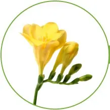 10-FREESIA-longest-lasting-flowers