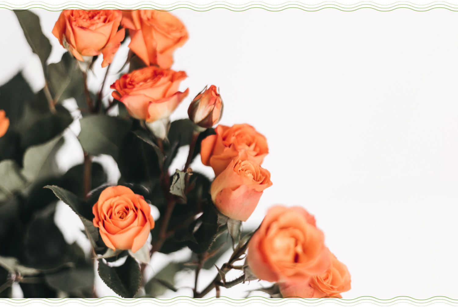 a bouquet of peach roses with a white background