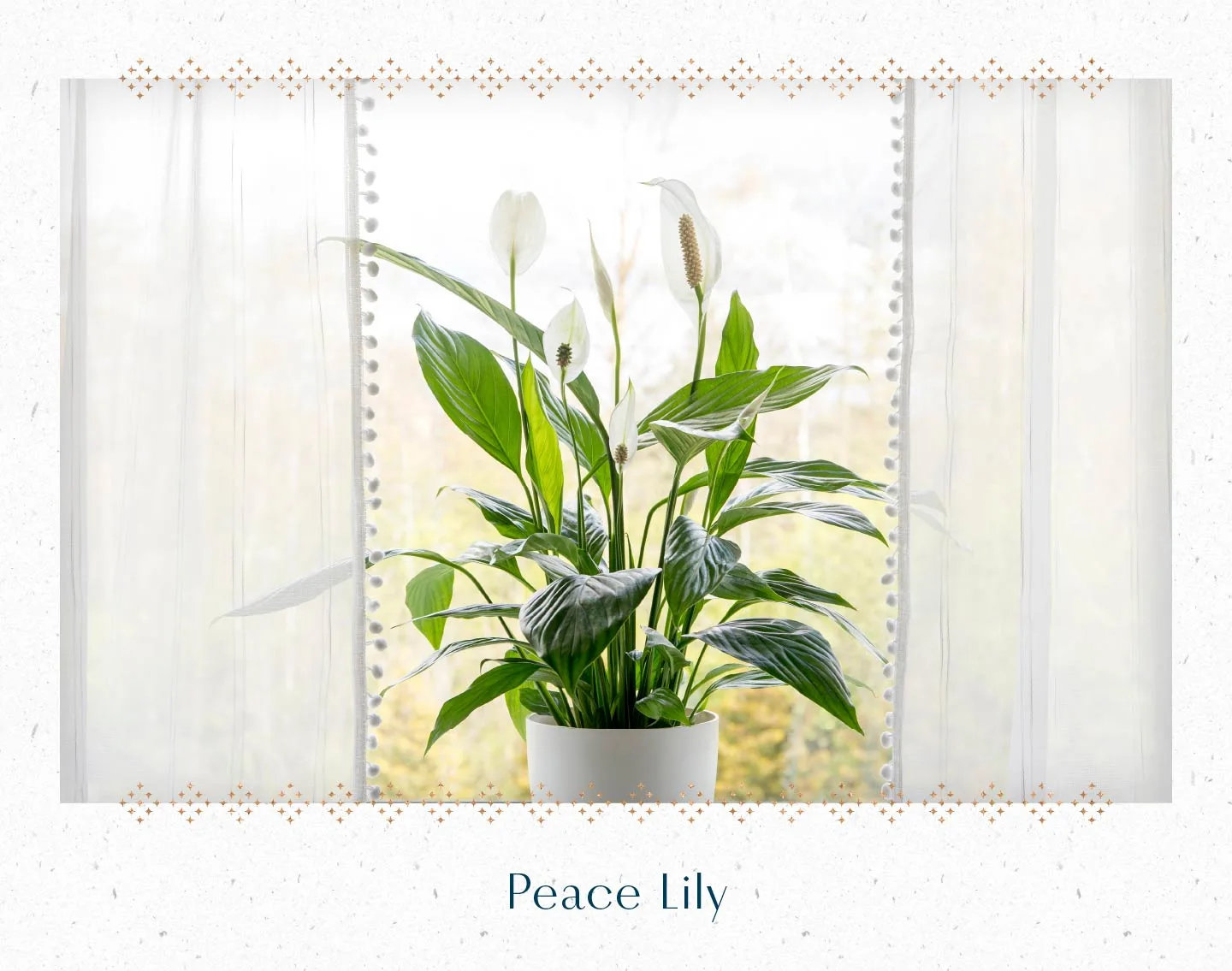 peace-lily