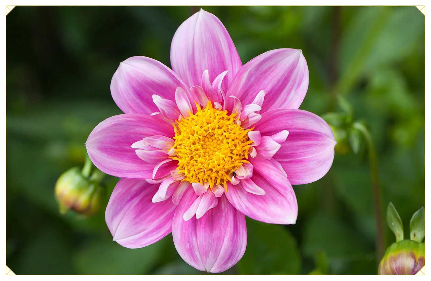 Dahlia Care Guide: How to Care for Dahlias + Growing Tips