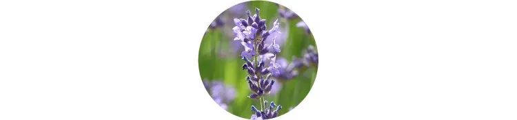 purple-lavandula