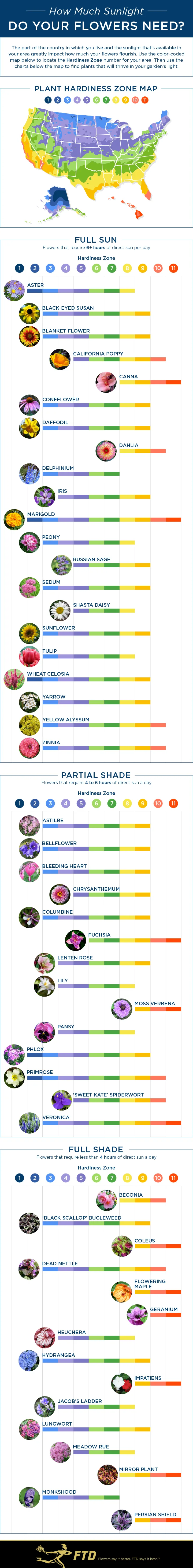 50 Plants and Their Sunlight Needs
