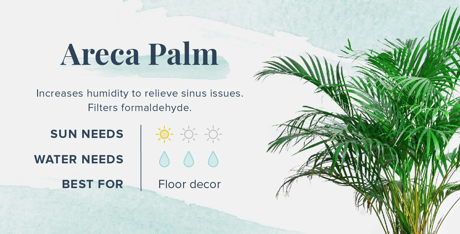 Plants-That-Help-You-Sleep-Areca-Palm