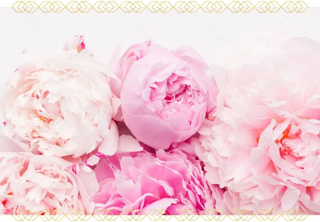 Peony Care Guide: How to Plant and Grow Peonies