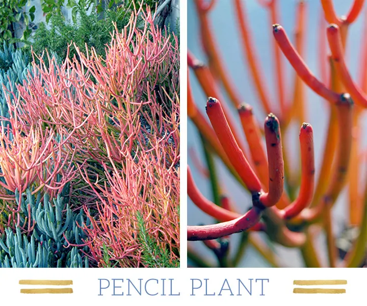 127 Stunning Desert Plants