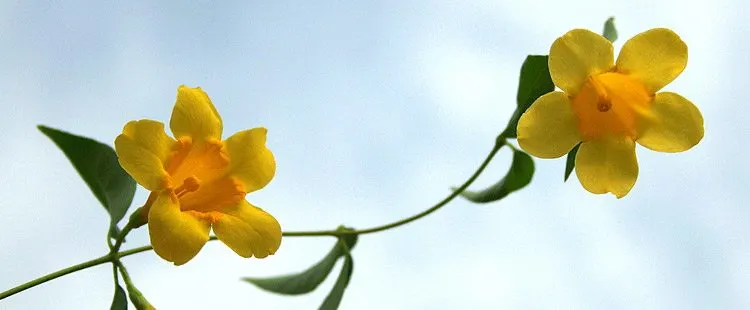 South Carolina State Flower - The Yellow Jessamine