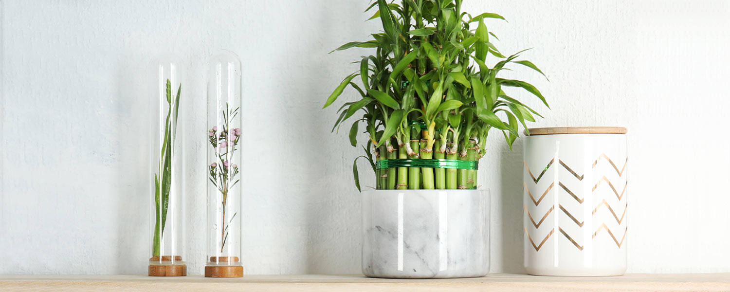 indoor bamboo plants