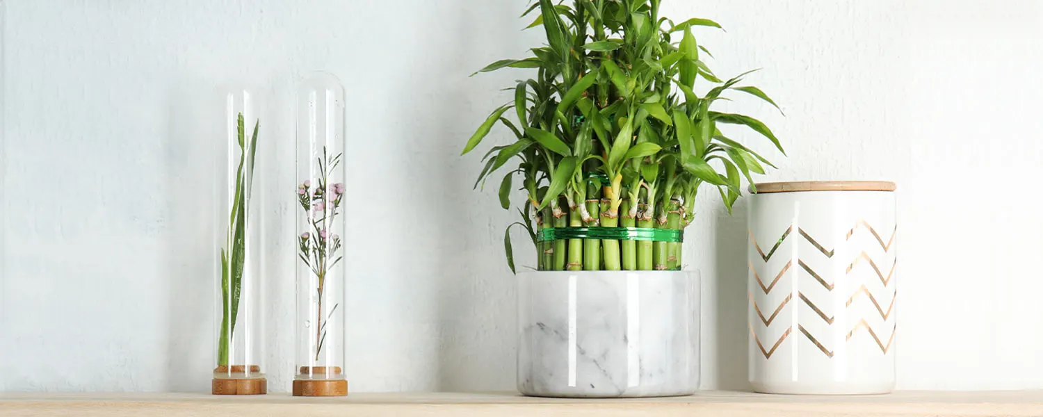 Lucky Bamboo Care Guide: Growing Tips + Facts