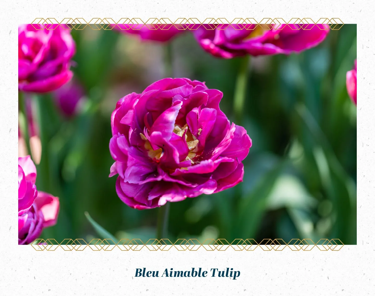 bleu-aimable-tulip-min