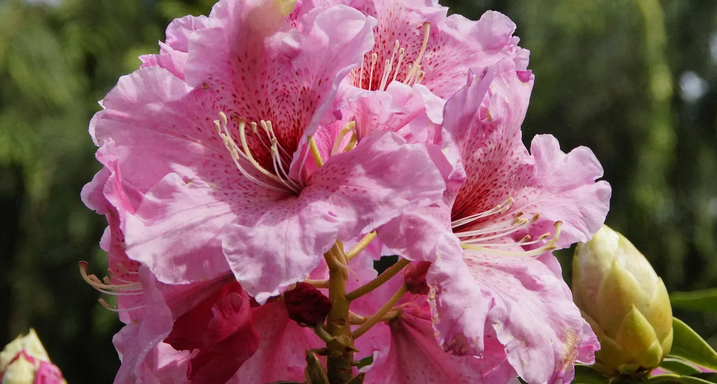 Washington State Flower - The Coast Rhododendron