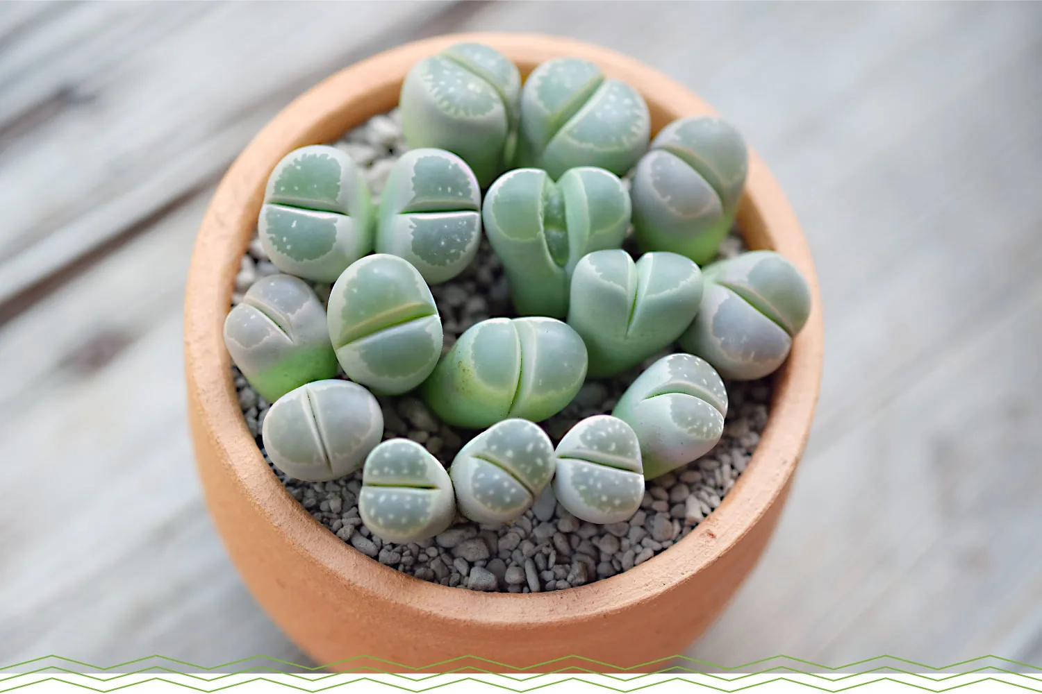 mini-succulents-living-stone-1