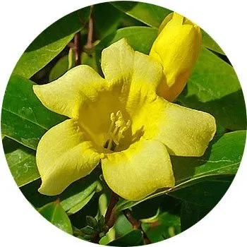 yellow-gelsemium-sempervirens