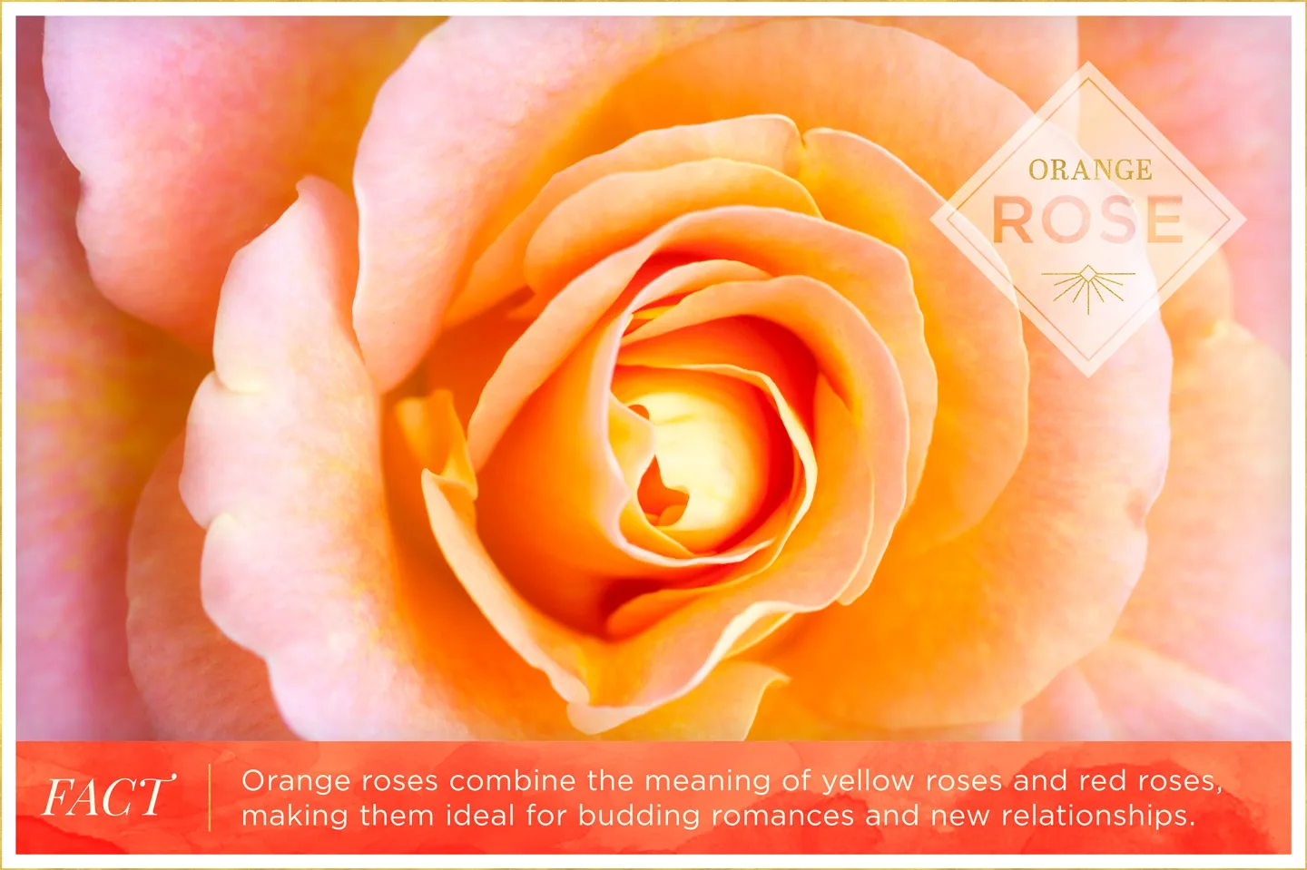 orange-rose-meaning