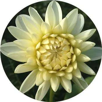 white-dahlia