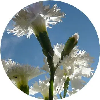 white-dianthus-caryophyllus