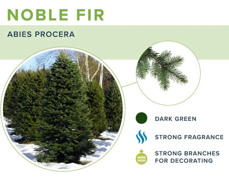 types-of-christmas-trees-noble-fir