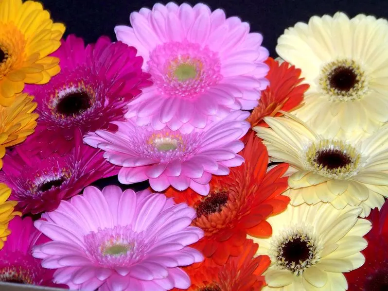 How to Make Gerbera Daisies Bloom More ProFlowers Blog