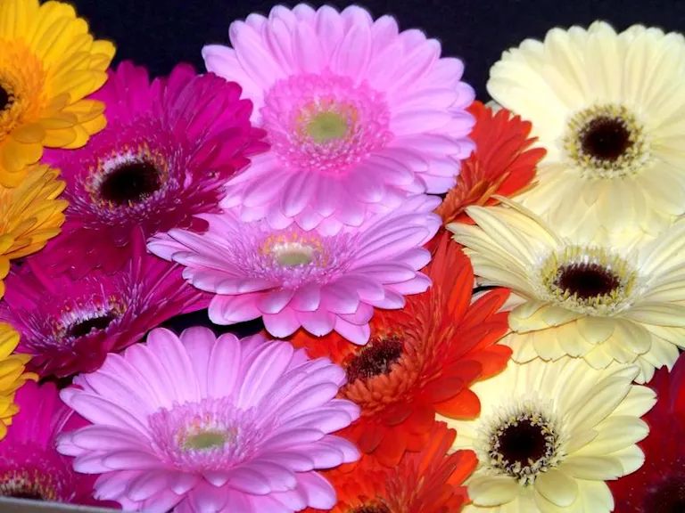 How to Make Gerbera Daisies Bloom More ProFlowers Blog