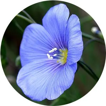 41 Types of Blue Flowers - ProFlowers Blog