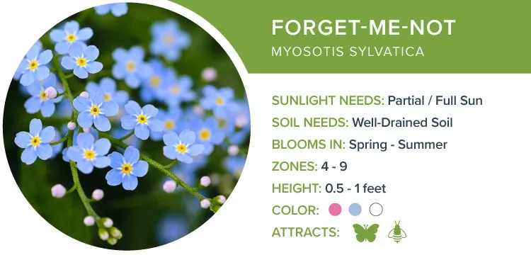 image17-forget-me-not