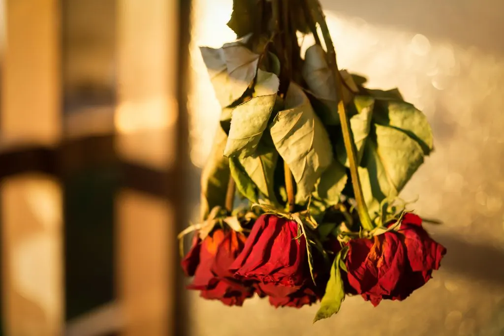 How to Preserve a Rose: Keep Flowers Fresh Forever