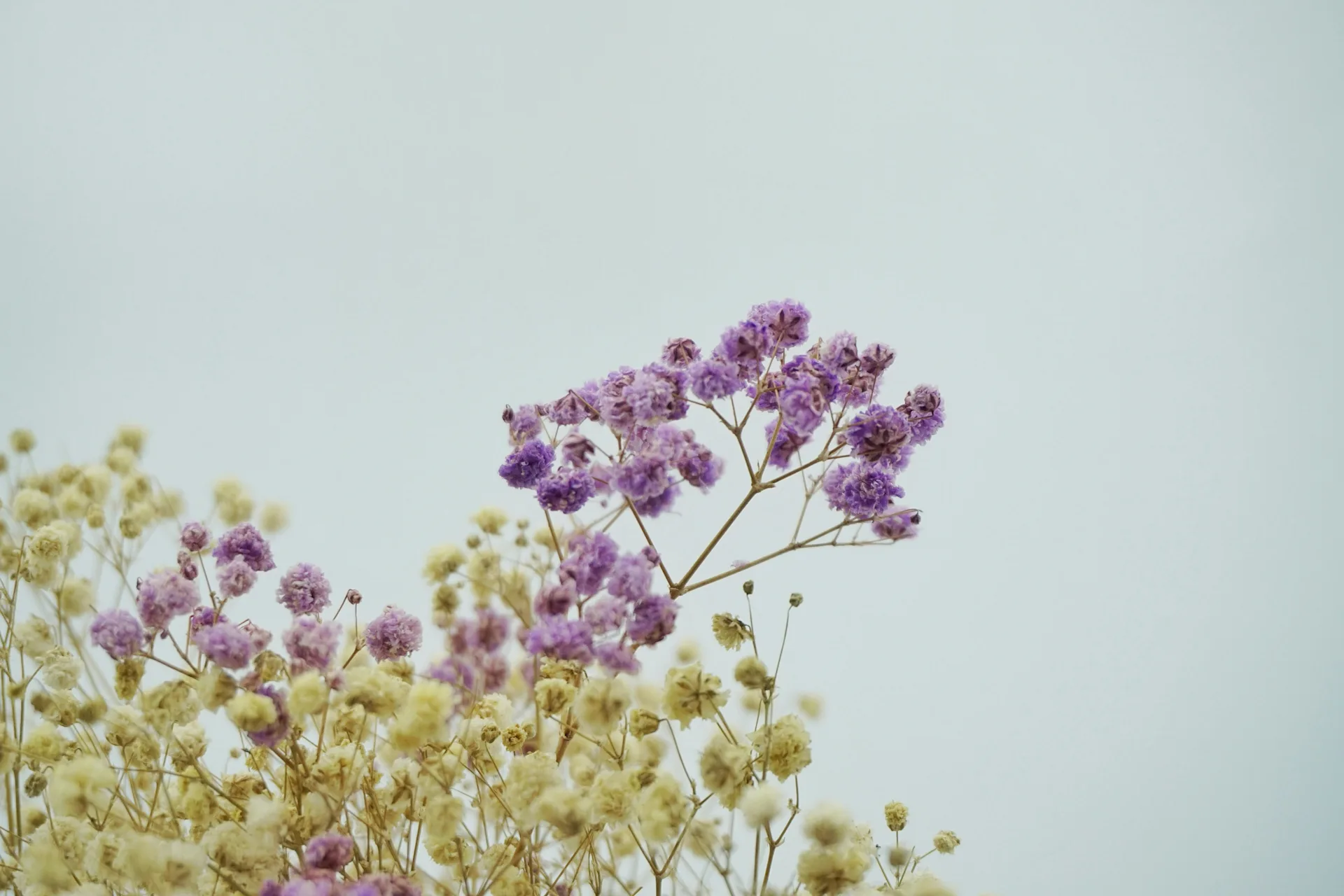 Flower Glossary: Statice