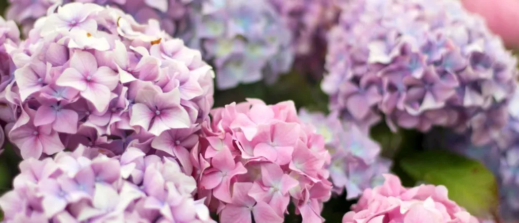 How to Care for Hydrangeas: A Complete Guide