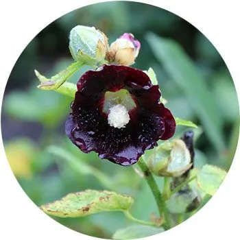 black-alcea-rosea