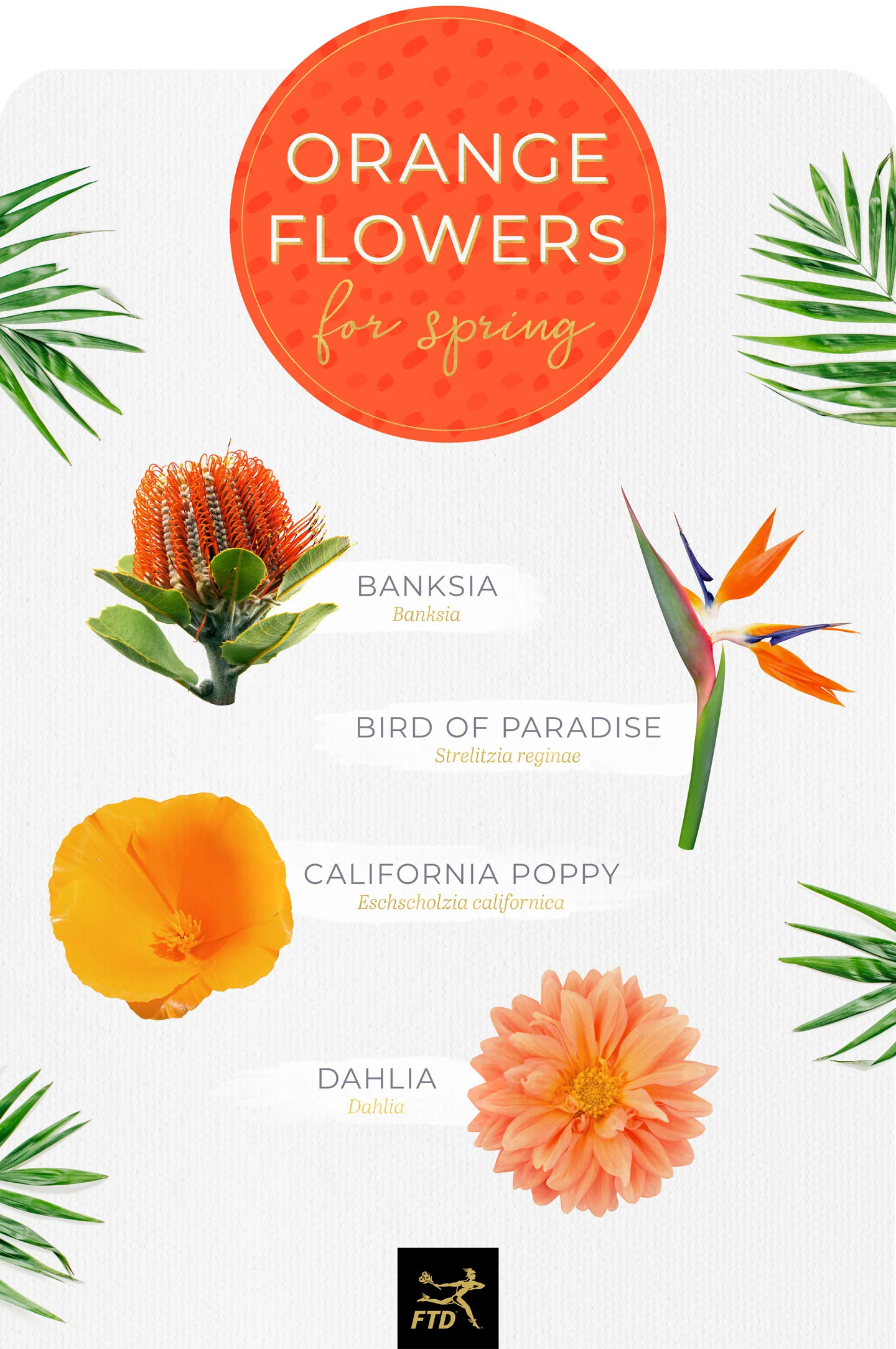 20 Types of Orange Flowers