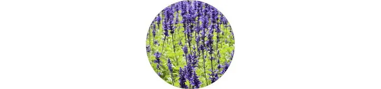 purple-baptisia-australis