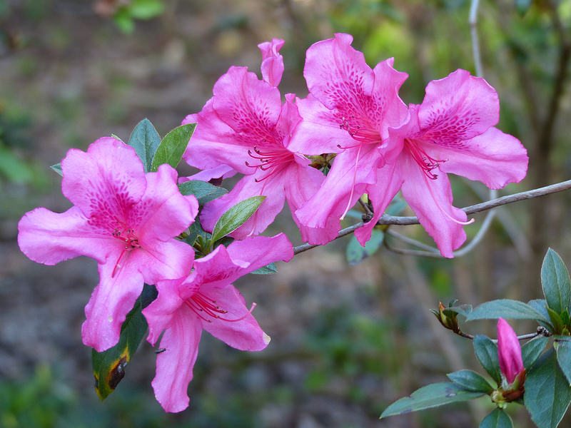 The 15 Best Botanical Gardens in Florida - ProFlowers Blog