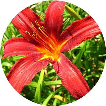 Daylily