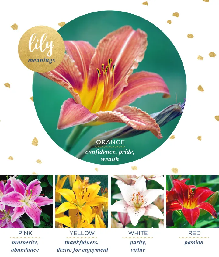 flower-meanings-lily2