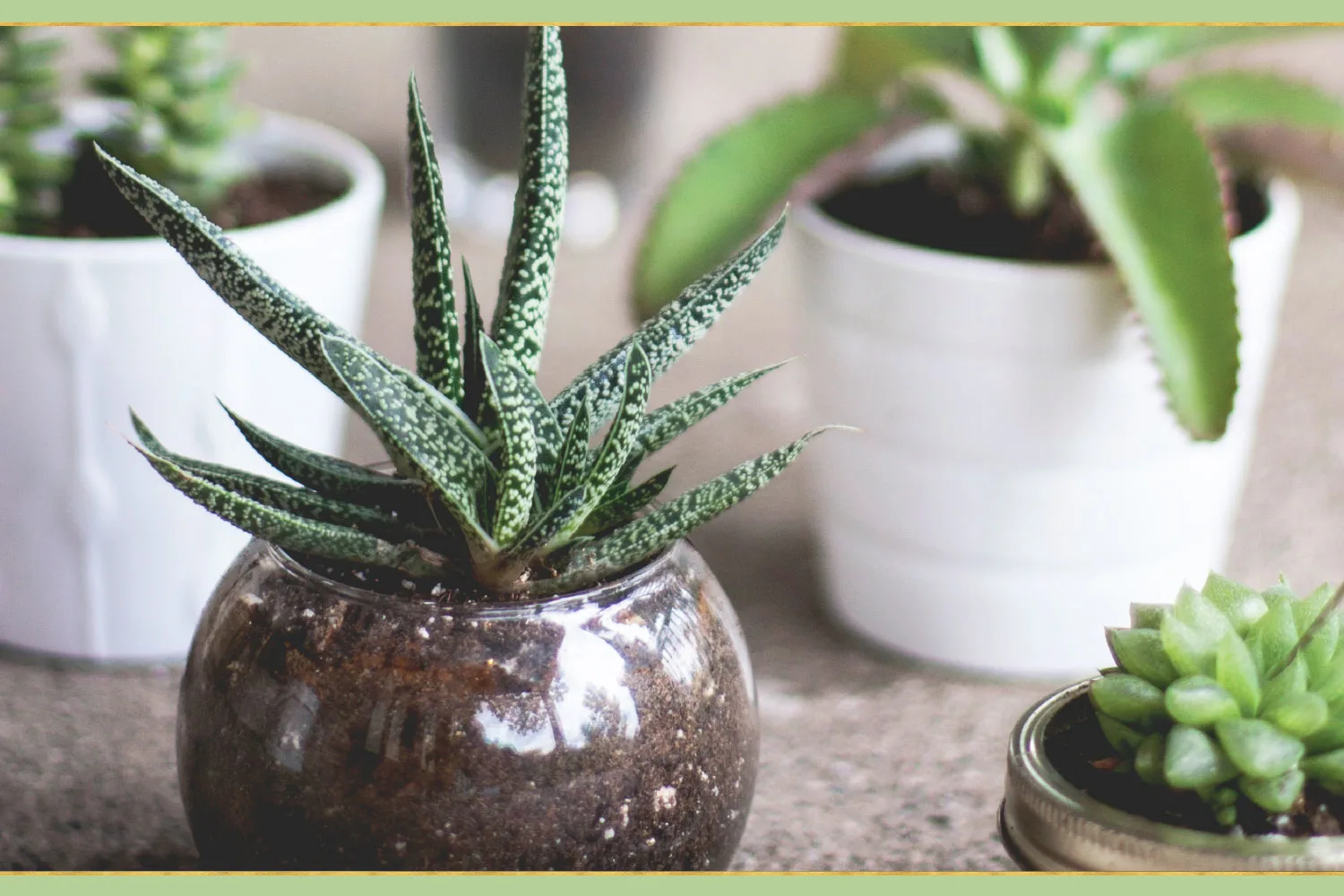 top-plant-care-tips-5