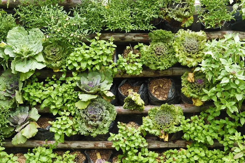 Think Vertical: Ideas for the Vertical Garden