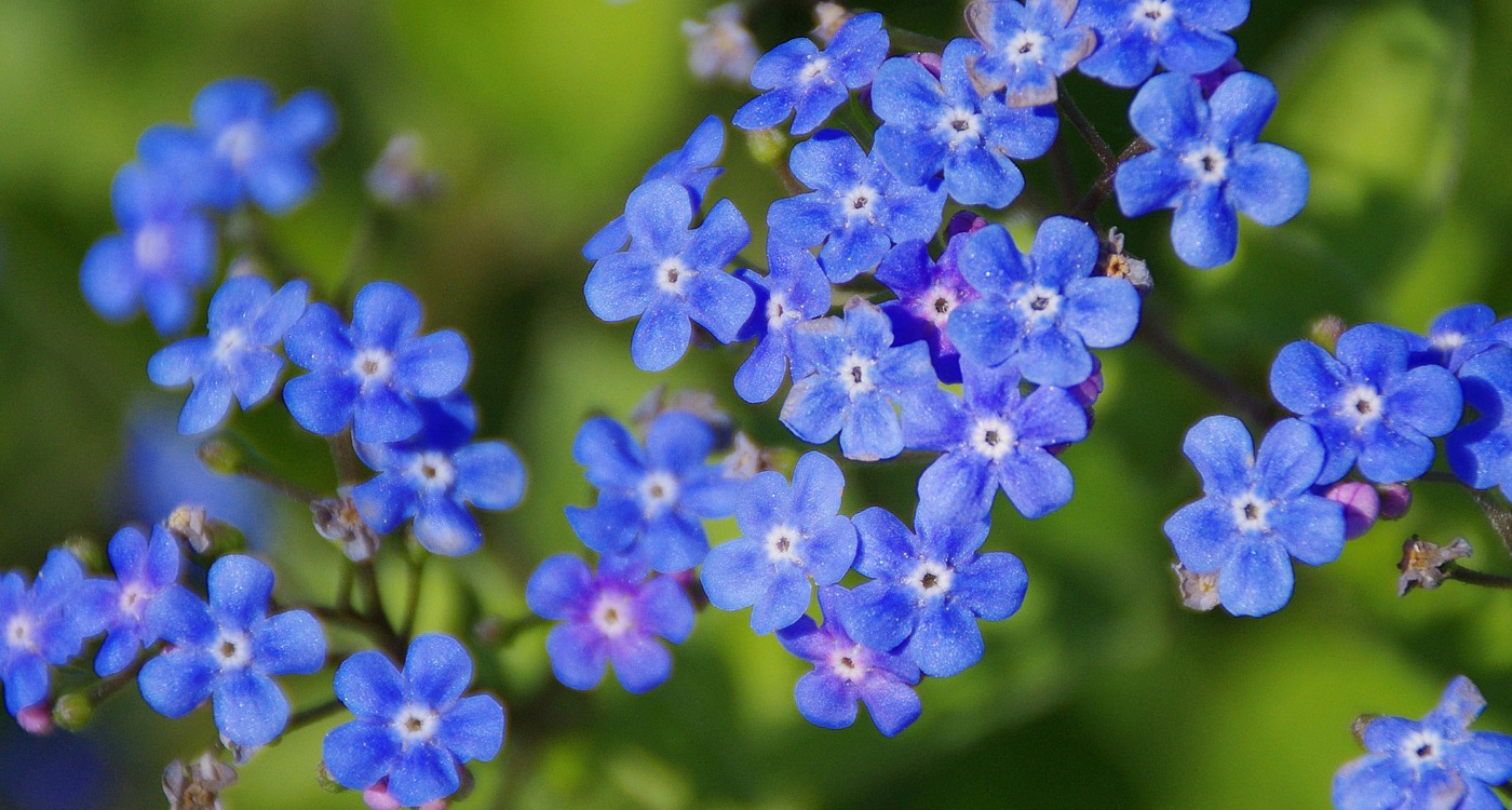 Stunning Full 4K Collection: Top 999+ Images of Beautiful Blue Flowers