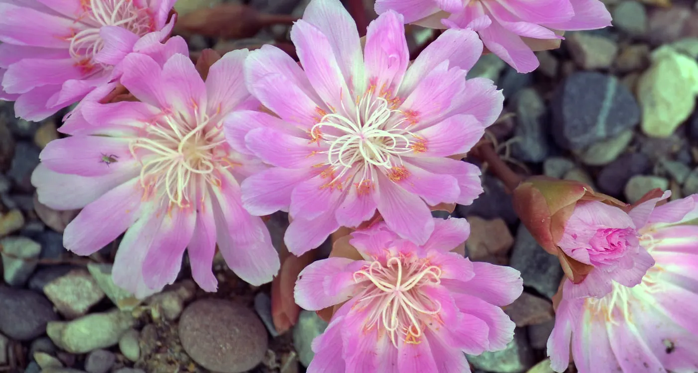 Montana State Flower - The Bitterroot