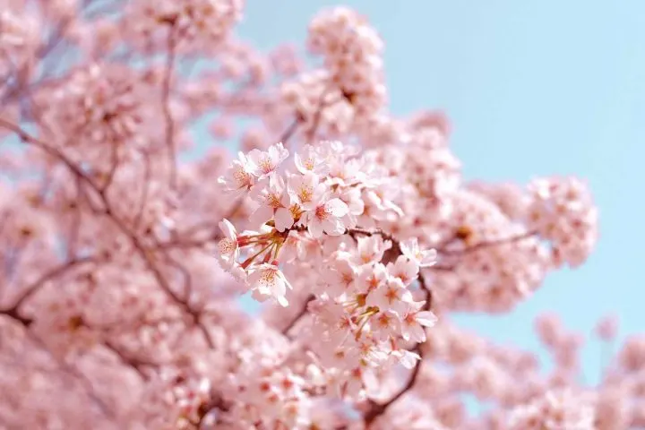 romantic-cherry-blossom-720x480