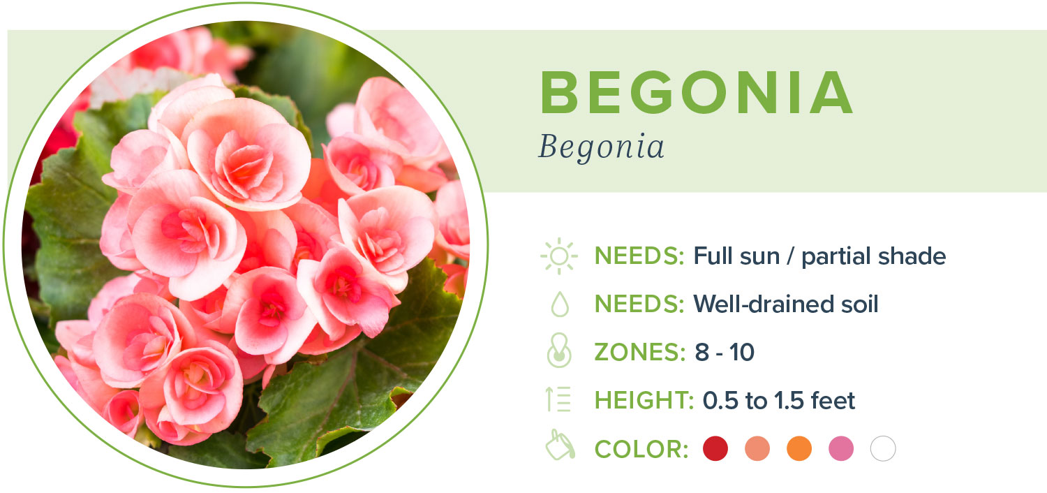 annual flowers begonia information