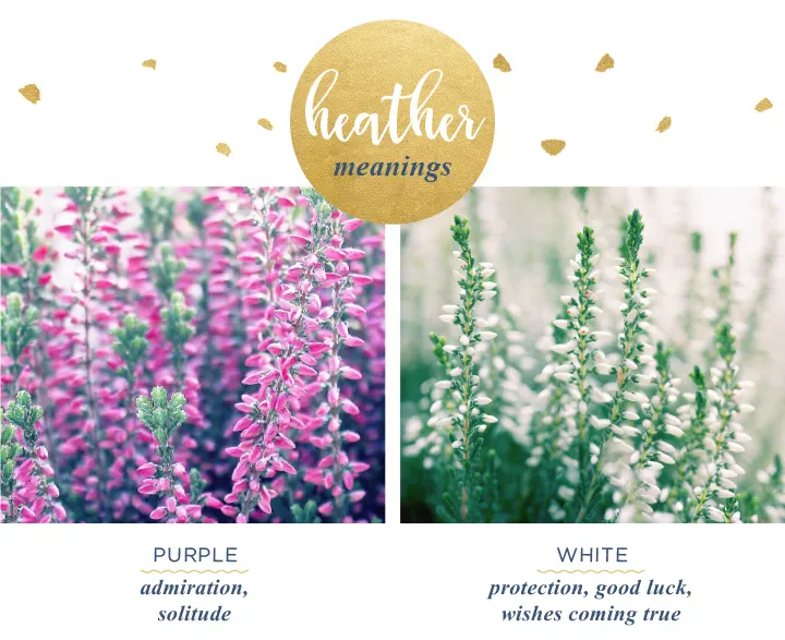 Heather Flower Meaning and Symbolism