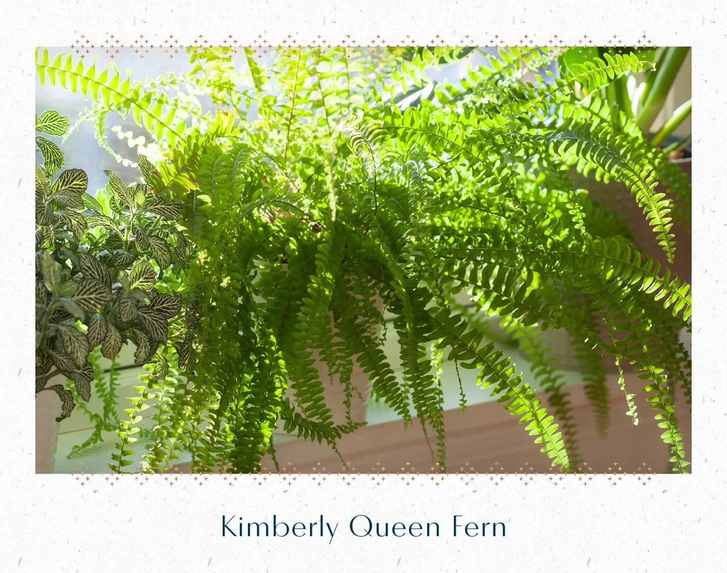 kimberly-queen-fern
